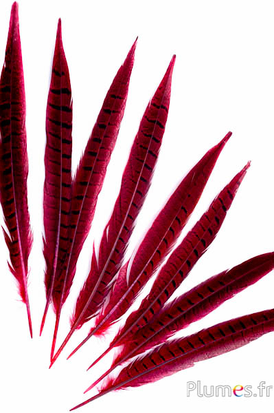 Faisan de Colchide - 20-30 cm - rouge